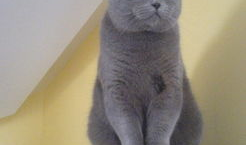 蓝猫娱乐圈吃瓜,揭秘明星幕后吃瓜大揭秘